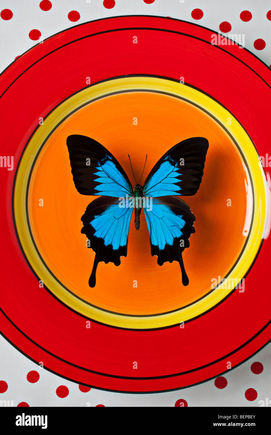 Blauer Schmetterling auf rot orange Teller Stockfoto