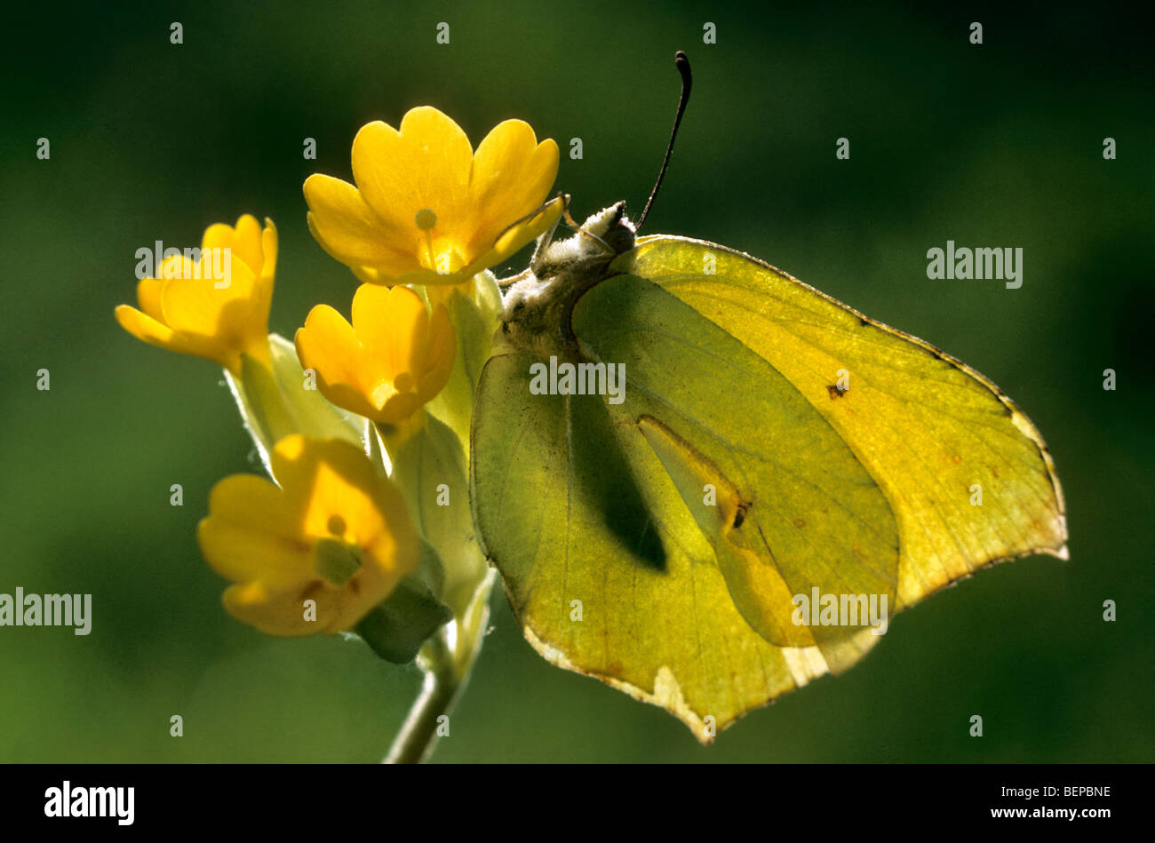 Schmetterling der Zitronenfalter (Gonepteryx Rhamni) auf Oxlip, Belgien Stockfoto