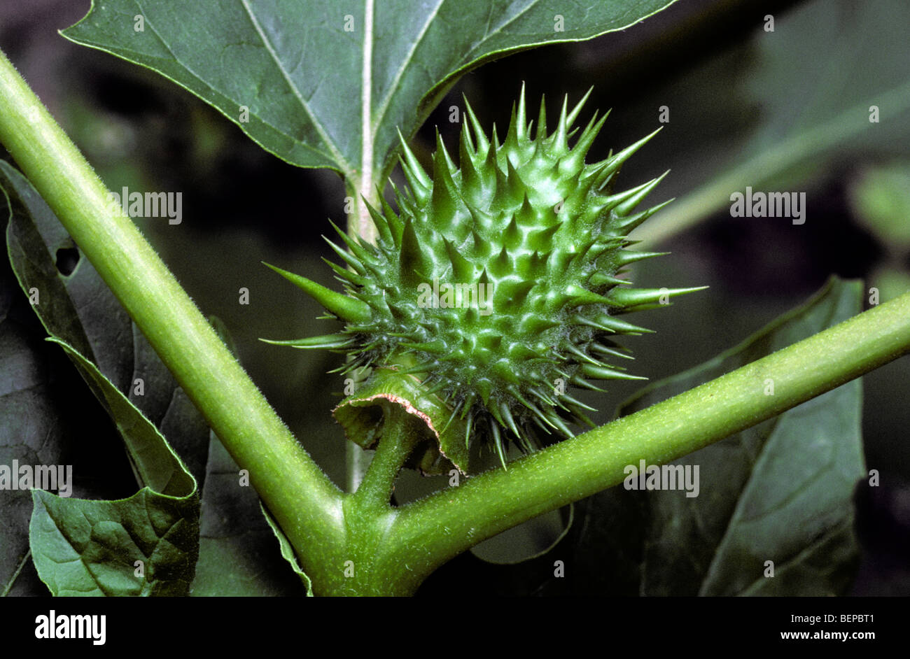 Thorn Apple / Jimson Unkraut / Stechapfel (Datura Stramonium) stacheligen Kapsel Stockfoto