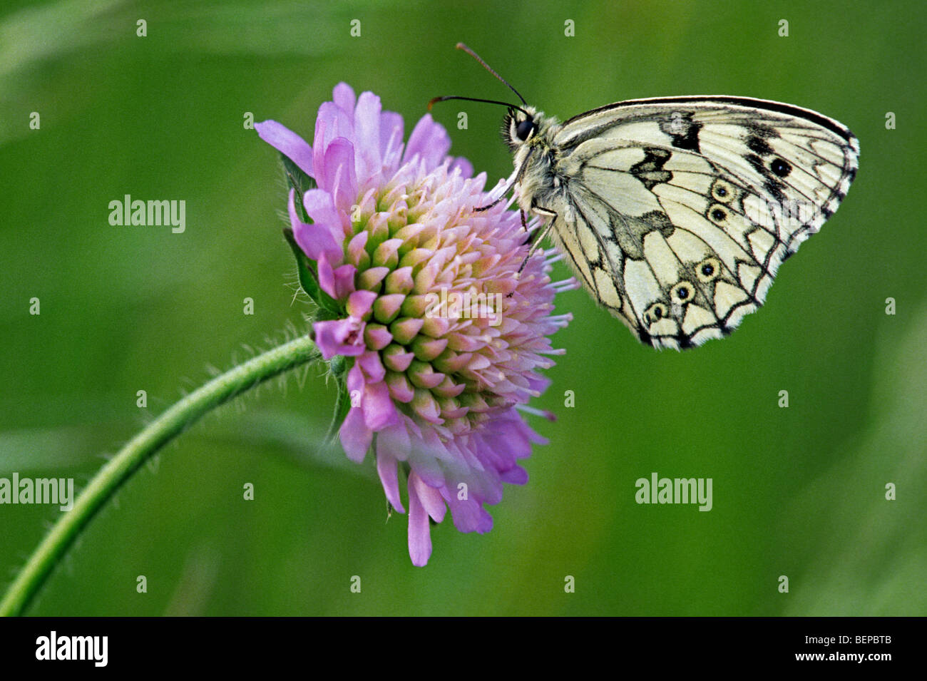 Schachbrettfalter (Melanargia Galathea) ruht auf Feldblume Witwenblume (Knautia Arvensis) Stockfoto