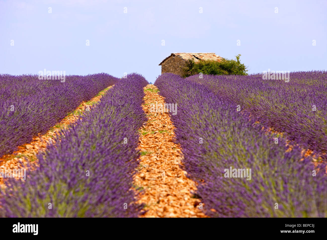 Lavendel Feld mit Steinhütte in der Nähe von Valensole, Provence Frankreich Stockfoto