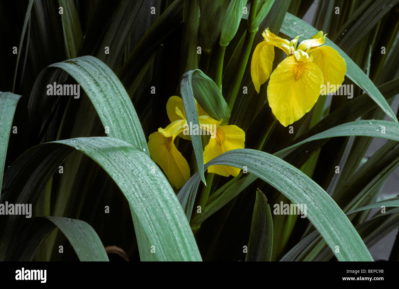 Gelbe Iris / gelbe Flagge Iris (Iris Pseudacorus), Belgien Stockfoto