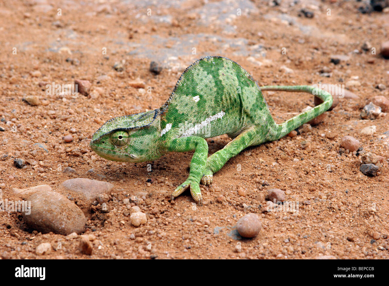 Grün gefärbte Klappe-necked Chamäleon (Chamaeleo Dilepis) zu Fuß auf den Boden, Angola, Südafrika Stockfoto