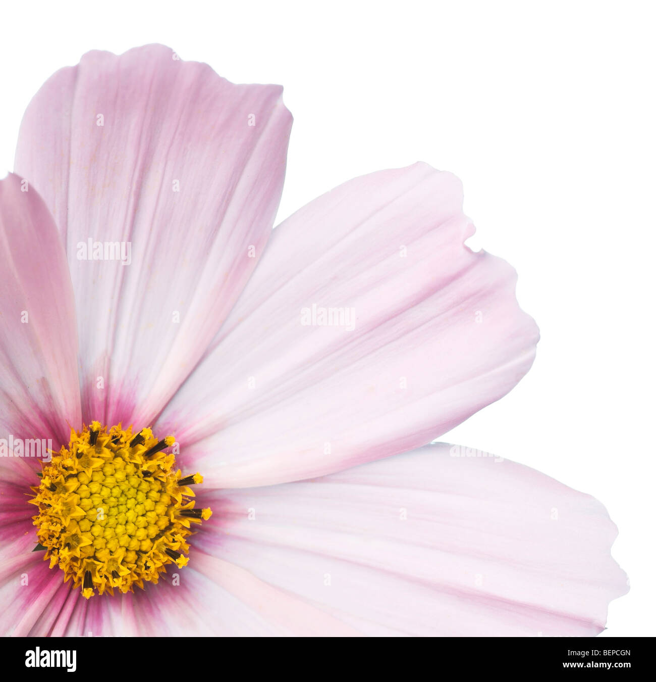 Kosmos rosa Blume Stockfoto