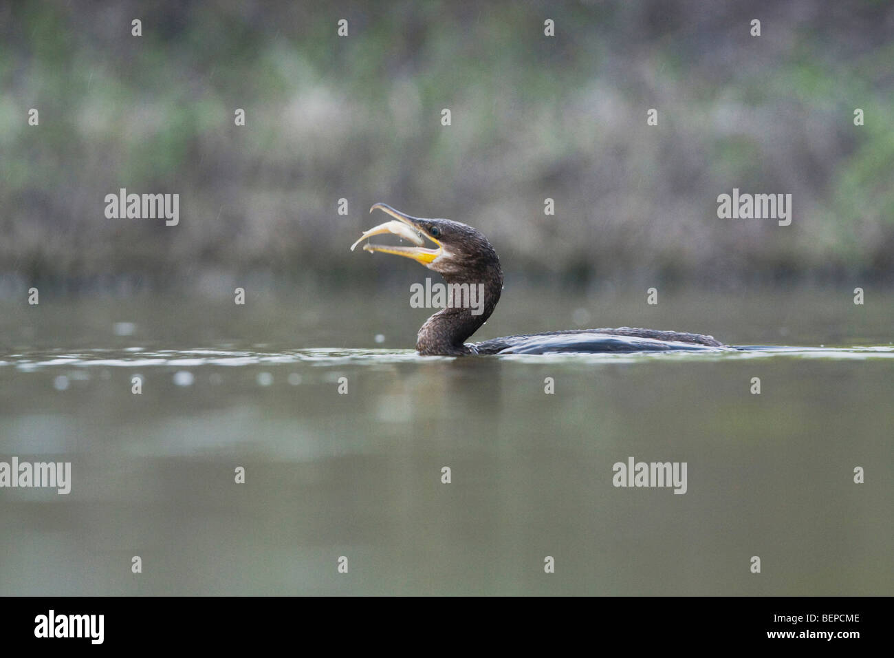 Doppel-crested Kormoran (Phalacrocorax Auritus), adult mit Fisch Beute, Rio Grande Valley, Texas, USA Stockfoto