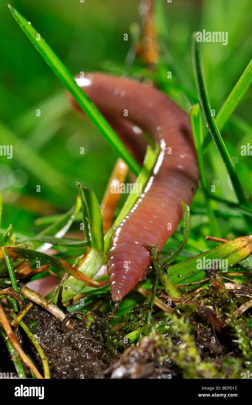 Gemeinsamen Regenwurm / BVG Wurm (Lumbricus Terrestris) Graben in den Boden im Garten Stockfoto