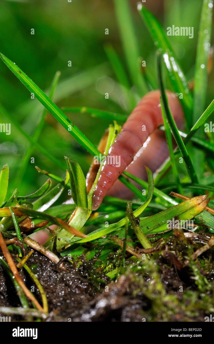 Gemeinsamen Regenwurm / BVG Wurm (Lumbricus Terrestris) Graben in den Boden im Garten Stockfoto