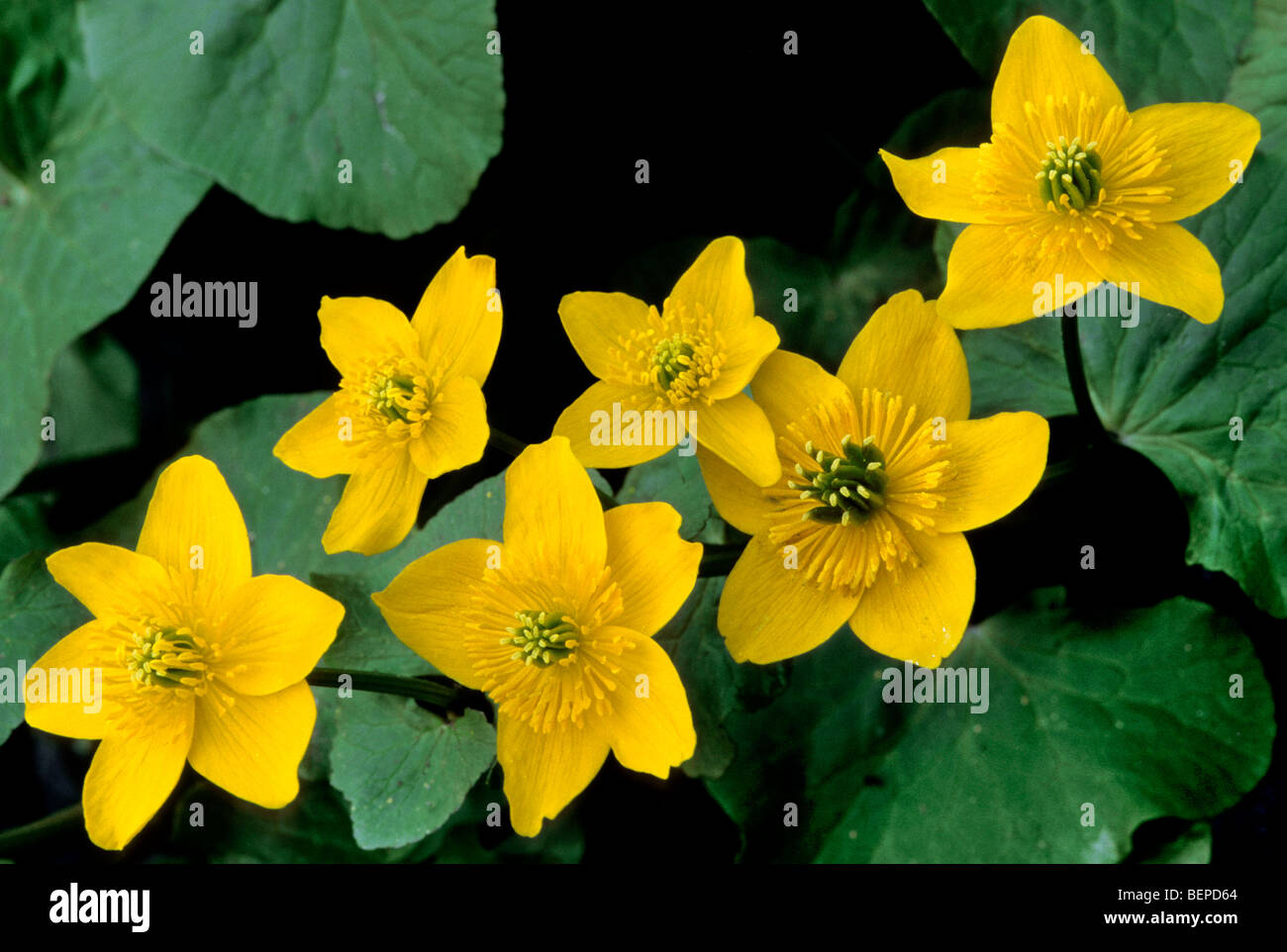 König-Cup / Marsh Marigold (Caltha Palustris) in Blüte Stockfoto