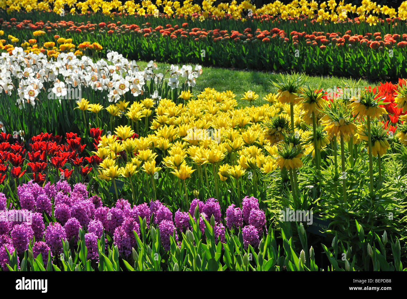 Bunte Blumen mit Narzissen und Hyazinthen in Blume Garten der Keukenhof im Frühling in der Nähe von Lisse, Holland, Niederlande Stockfoto