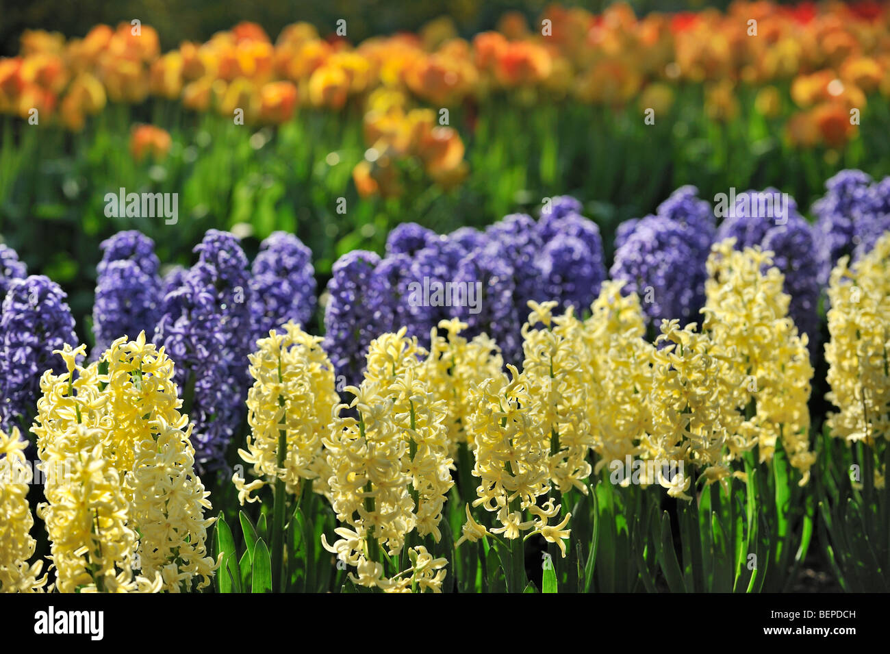 Bunte Hyazinthen in Blume Garten der Keukenhof im Frühling in der Nähe von Lisse, Holland, Niederlande Stockfoto