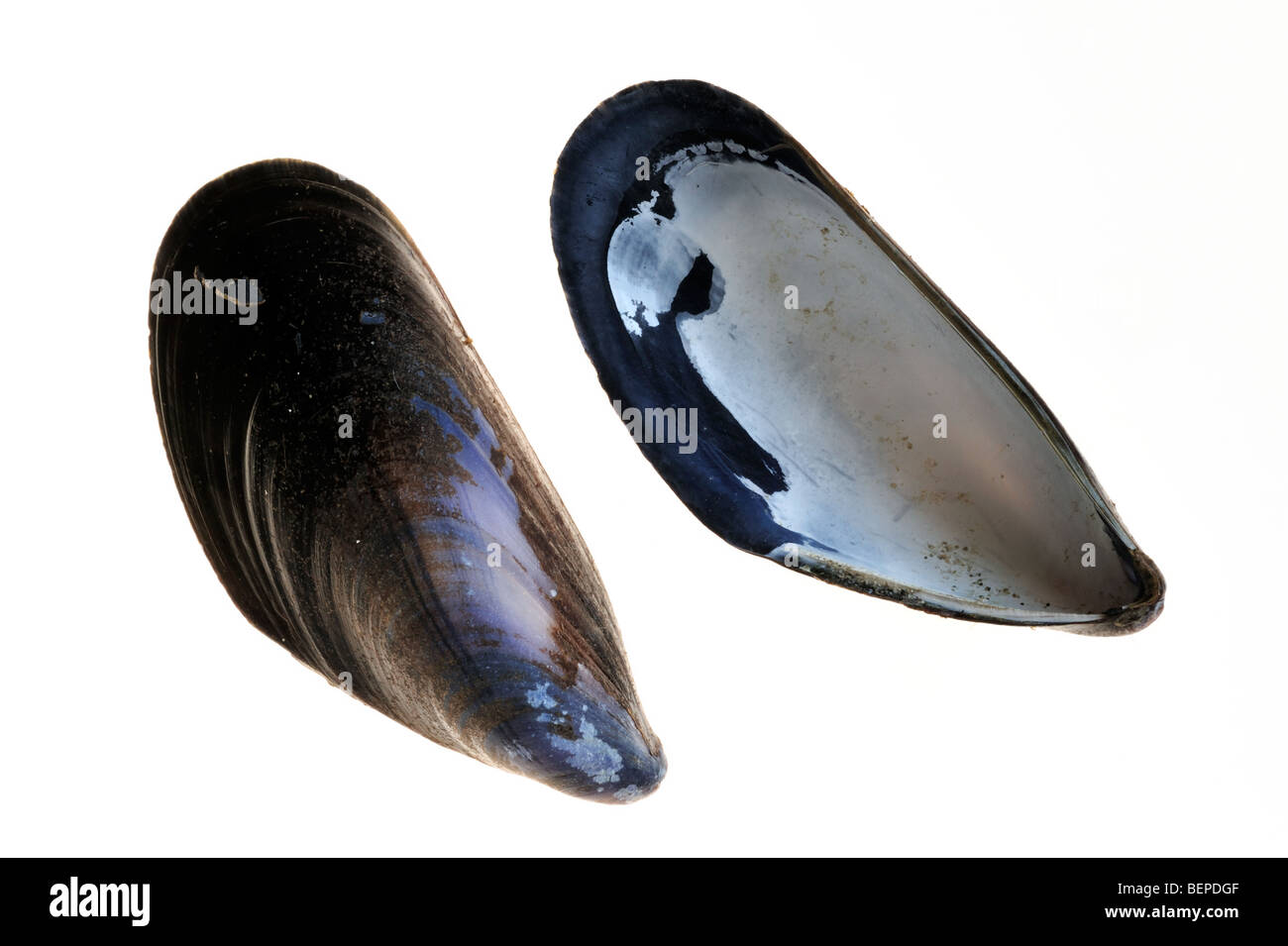 Gemeine Muschelschalen / blaue Miesmuschel (Mytilus edulis) auf weißem Grund Stockfoto