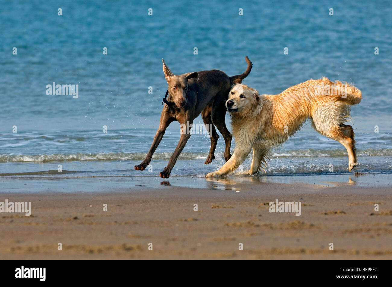 Golden Retriever (Canis Lupus) spielen mit anderen Hund am Strand Stockfoto