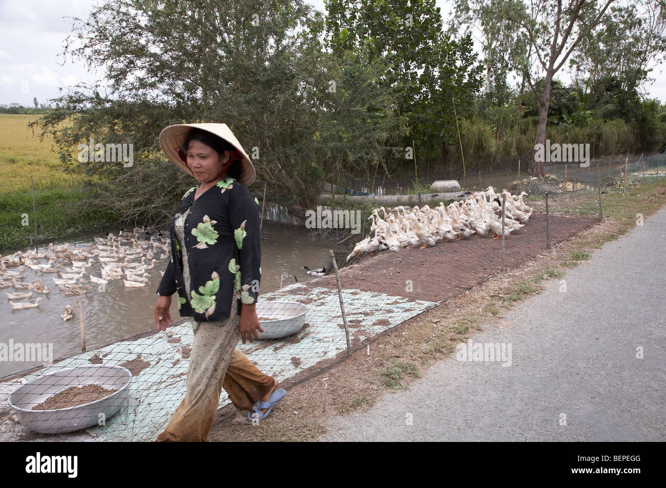 VIETNAM-Landwirt walking kam Enten. Provinz Vinh Long. SEAN SPRAGUE Foto Stockfoto