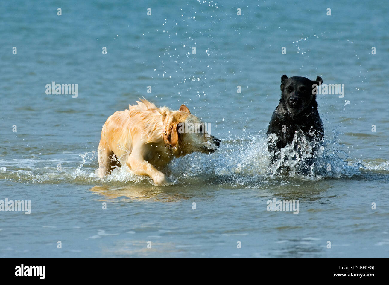 Golden Retriever und Labrador Retriever (Canis Lupus Familiaris) Hunde laufen und spielen im Wasser entlang der Nordseeküste Stockfoto