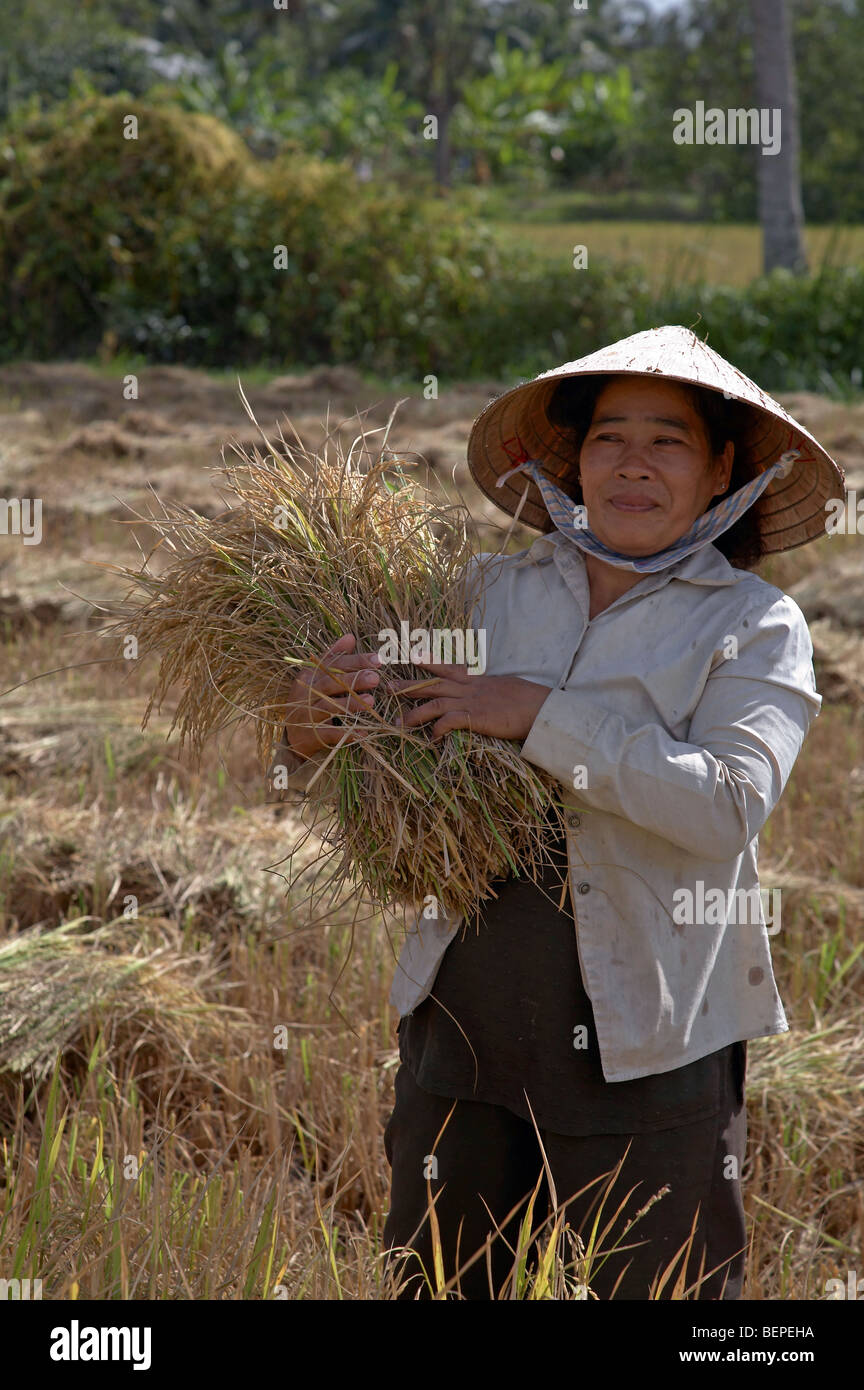 VIETNAM-Frau Ernte Reis in Vinh Long Foto von Sean Sprague 2008 Stockfoto