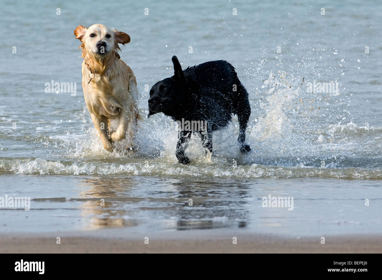 Spielerische Golden Retriever und Labrador Retriever Hunde laufen und spielen im Wasser entlang der Nordseeküste Stockfoto
