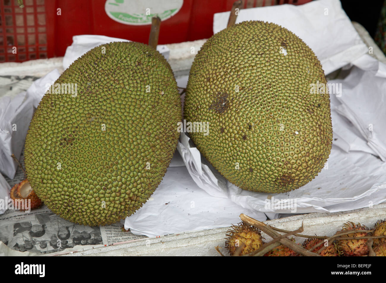 VIETNAM Saigon Obstmarkt. Name: Jackfruit andere Namen: Jak, Jaca, Phanas botanischer Name: Artocarpus Heterophyllus Stockfoto