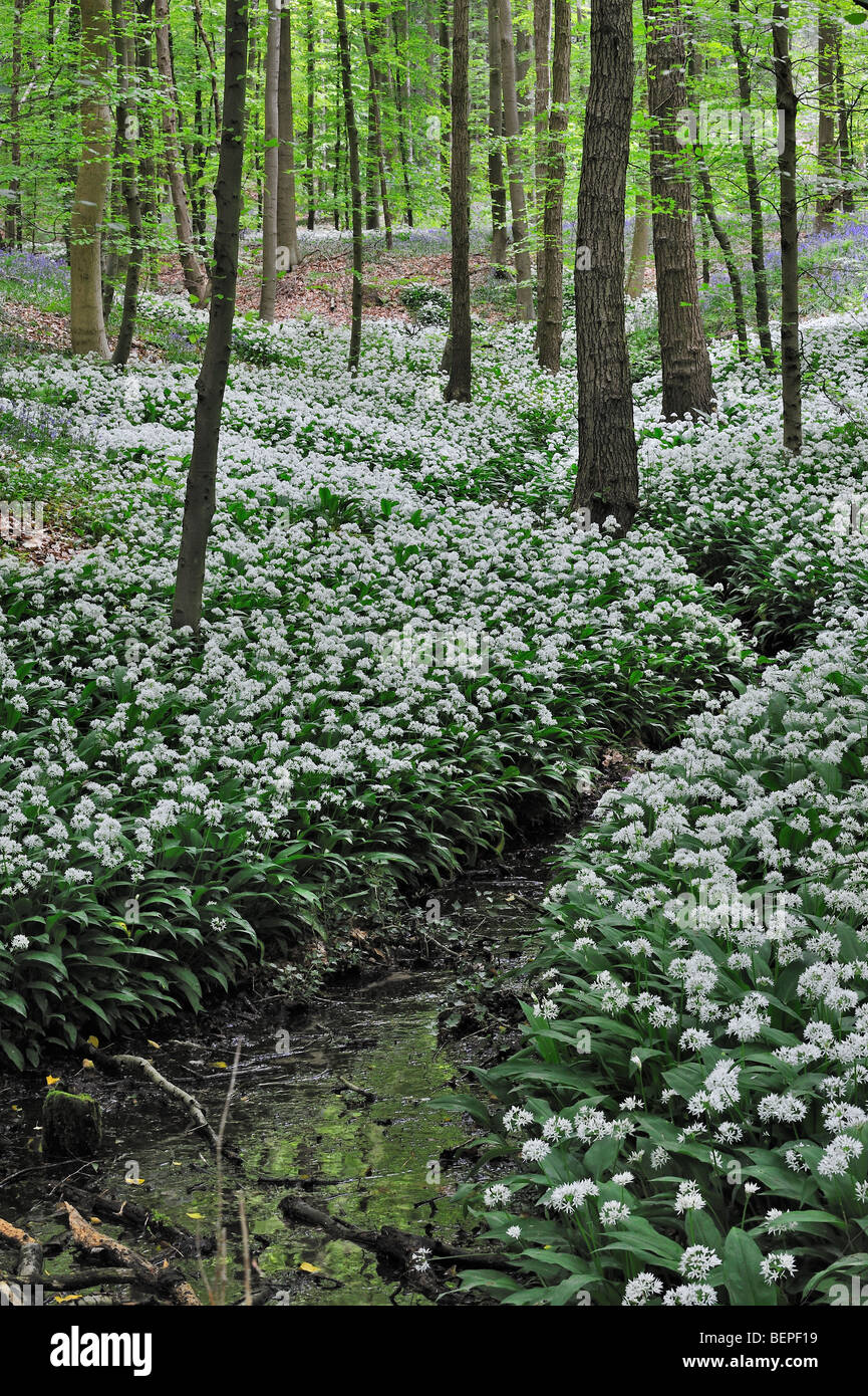 Bärlauch / Bärlauch (Allium Ursinum) und Glockenblumen blühen entlang Wald Bach in Buche Laubwald Stockfoto