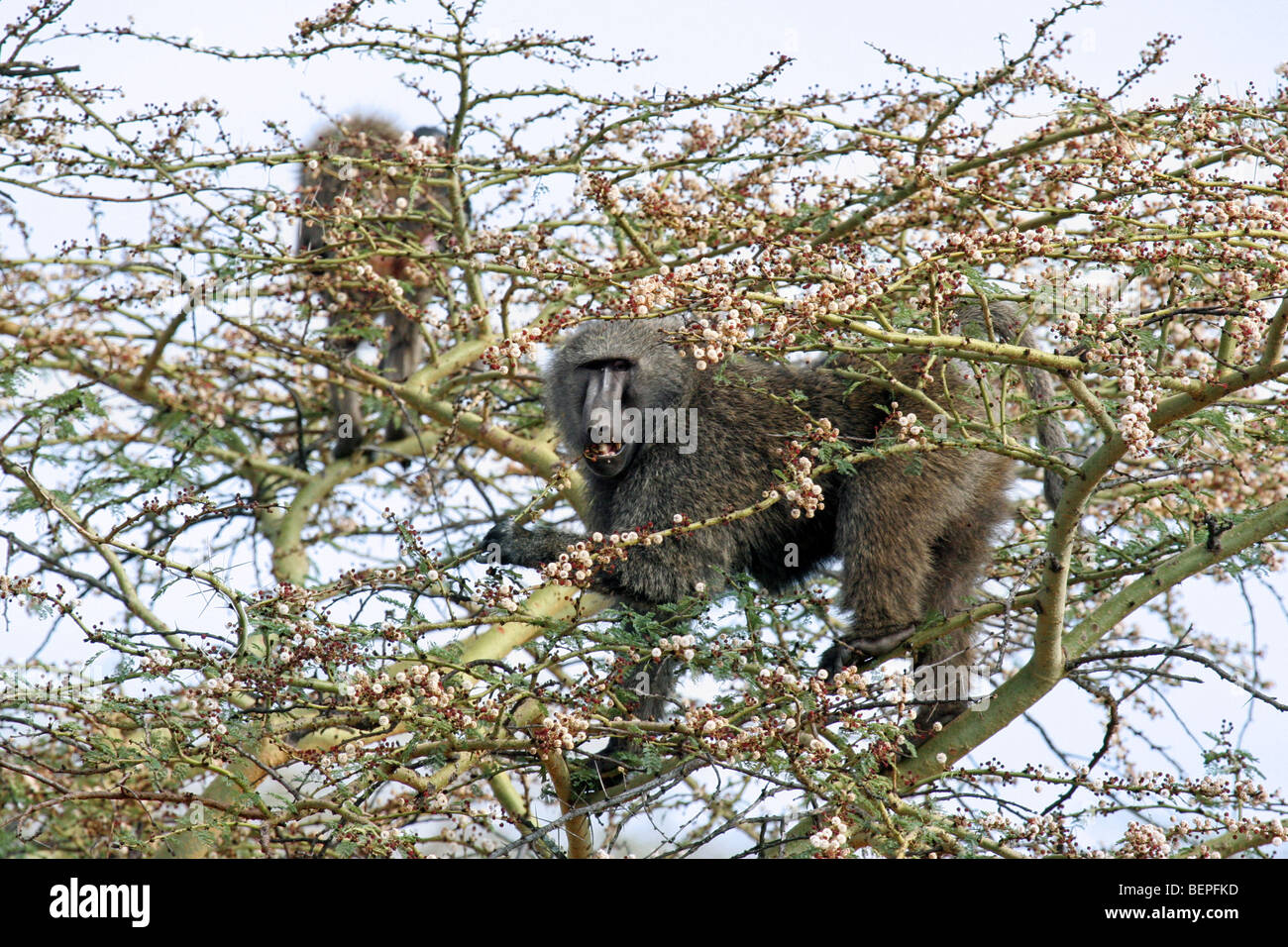 Olive Pavian / Anubis Paviane (Papio Anubis) Essen Blumen im Baum, Lake-Nakuru-Nationalpark, Kenia, Ostafrika Stockfoto