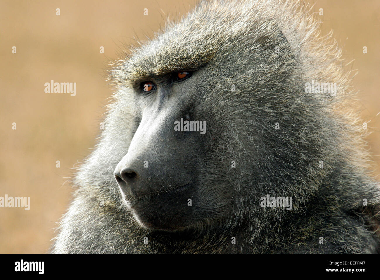 Olive Pavian / Anubis Paviane (Papio Anubis) close-up Portrait, Lake-Nakuru-Nationalpark, Kenia, Ostafrika Stockfoto
