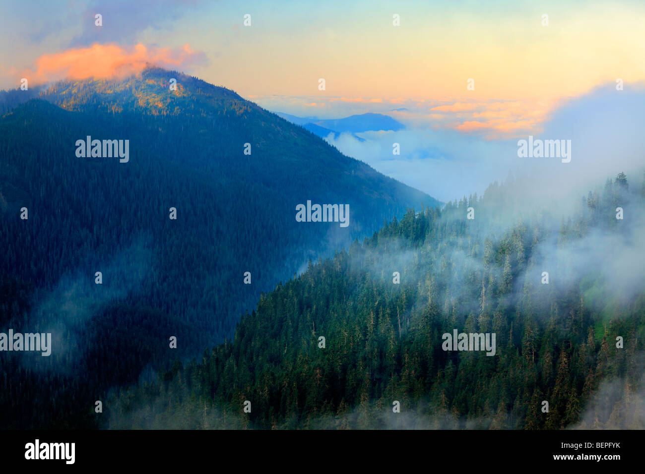 Sanften Nebel in der Mount-Rainier-Wildnis Stockfoto