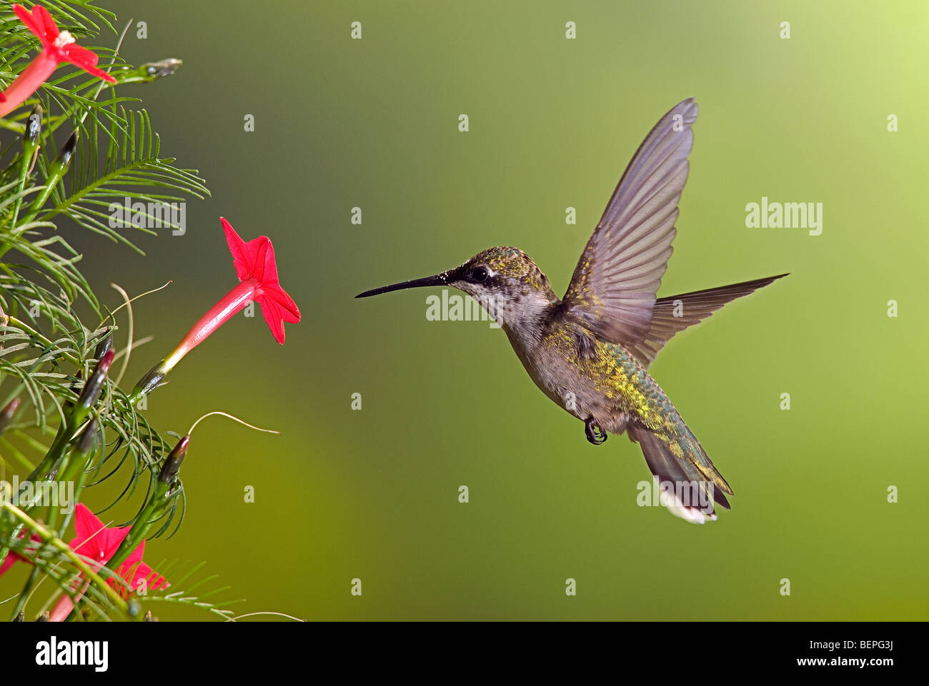 Junge unreife männliche Ruby – Throated Kolibri Fütterung auf Cypress Weinrebe Blüte.  Archilochos Colubris. Stockfoto