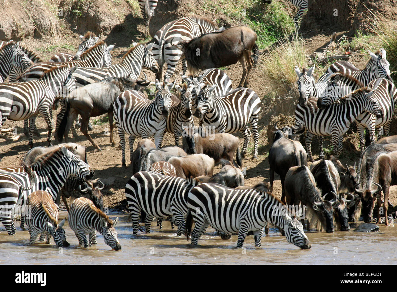 Gnus und gemeinsame Zebras, die Überquerung des Mara Flusses während der Migration, Masai Mara National Reserve, Kenia, Ostafrika Stockfoto