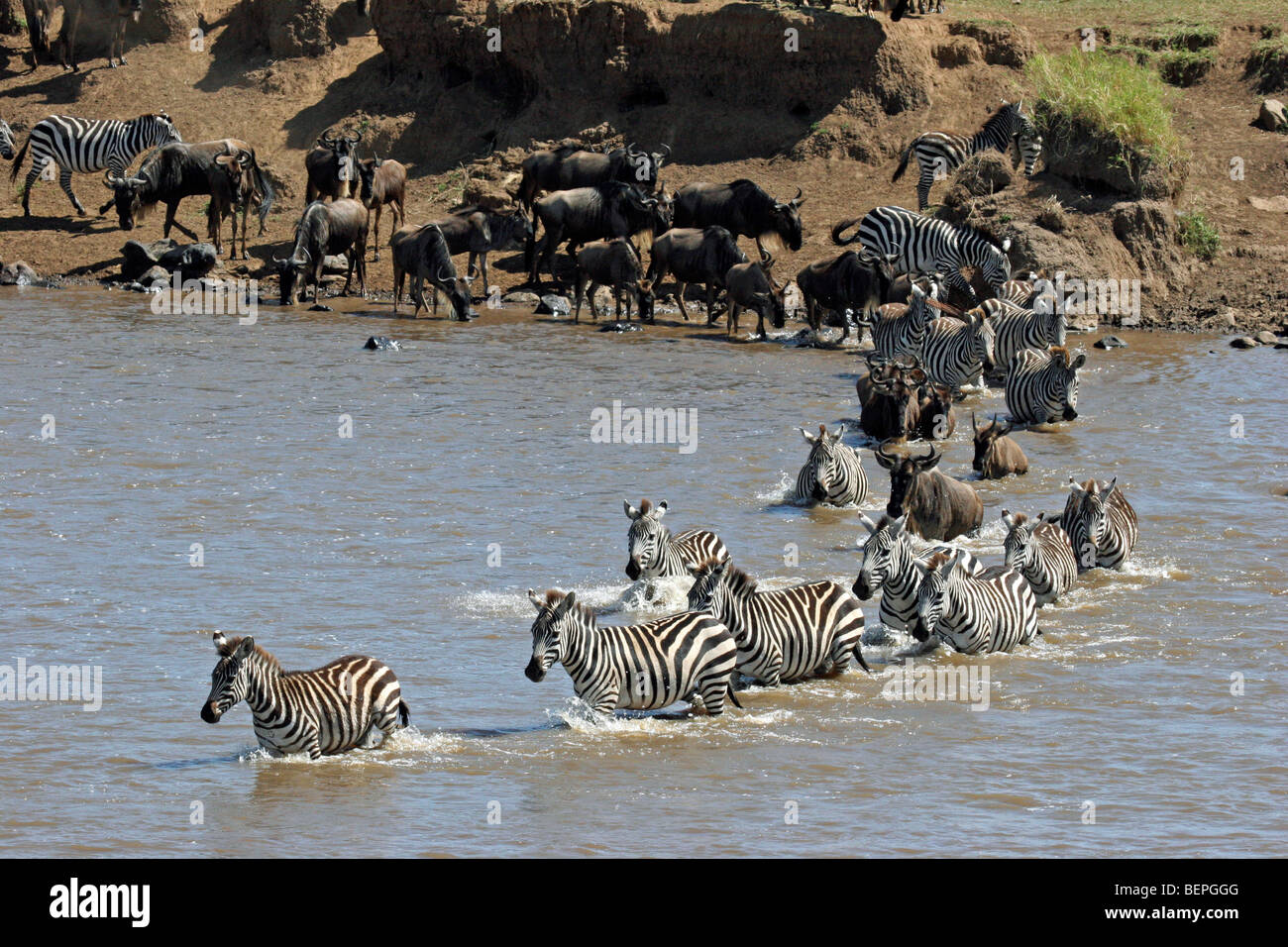 Herde Gnus und gemeinsame Zebras, die Überquerung des Mara Flusses während der Migration, Masai Mara National Reserve, Kenia, Ostafrika Stockfoto