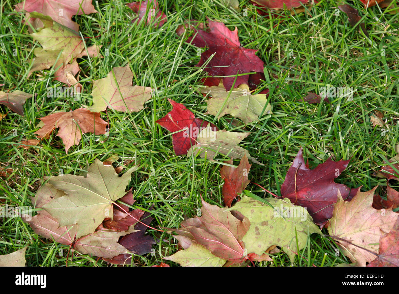 Herbstlaub auf dem grünen Rasen Stockfoto