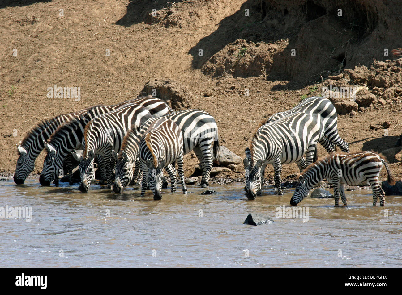Gemeinsamen Zebras (Equus Burchelli) trinken am Mara Fluss während der Migration, Masai Mara National Reserve, Kenia, Ostafrika Stockfoto