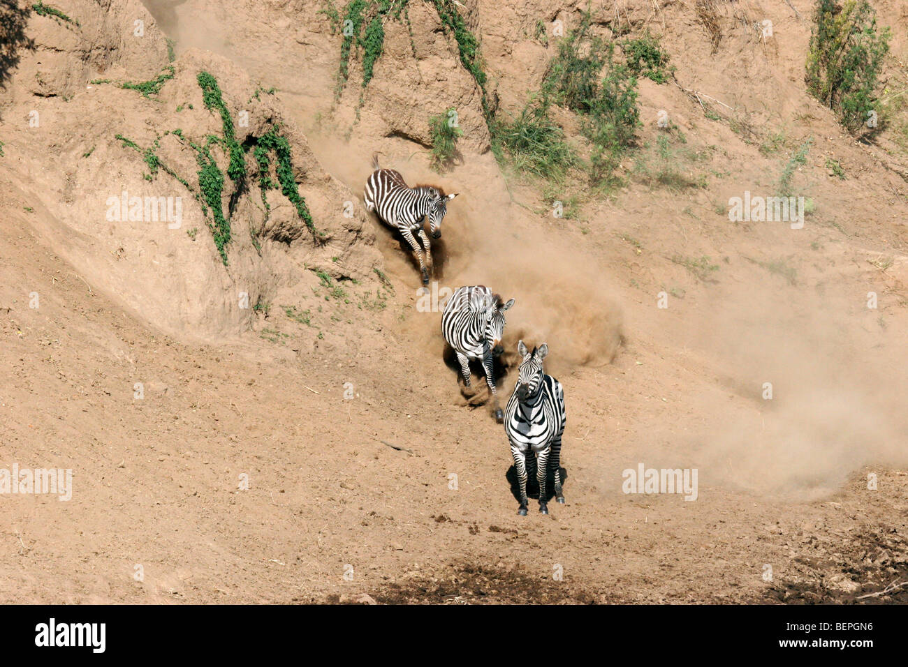 Gemeinsamen Zebras (Equus Burchelli) am Flussufer des Mara Flusses während der Migration, Masai Mara National Reserve, Kenia, Afrika Stockfoto
