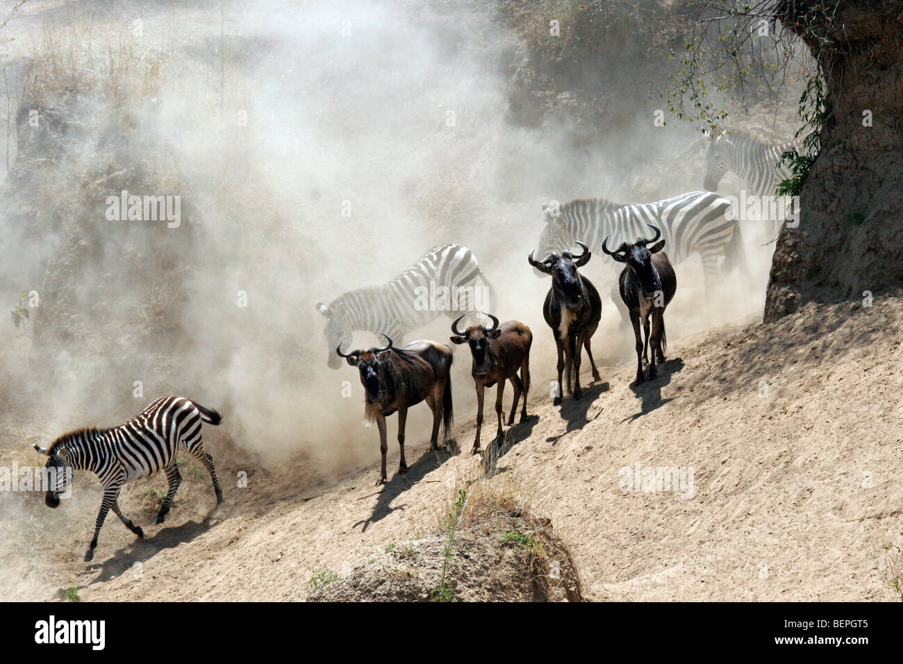 Gnus und gemeinsame Zebras am Flussufer des Mara Flusses während der Migration, Masai Mara National Reserve, Kenia, Ostafrika Stockfoto