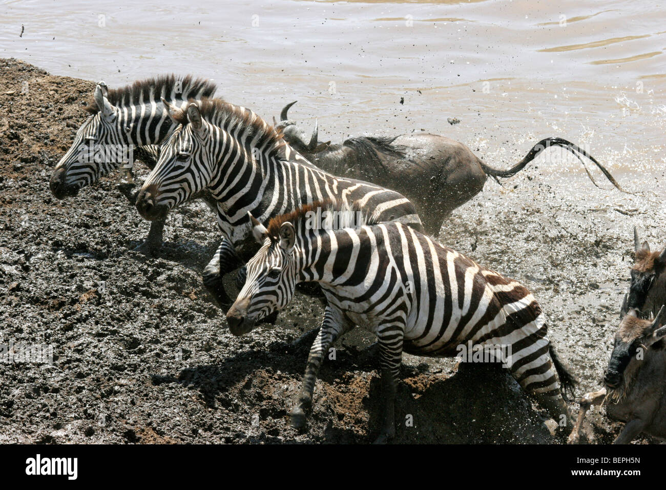 Gemeinsamen Zebras (Equus Burchelli) Überquerung des Mara Flusses während der Migration, Masai Mara National Reserve, Kenia, Ostafrika Stockfoto