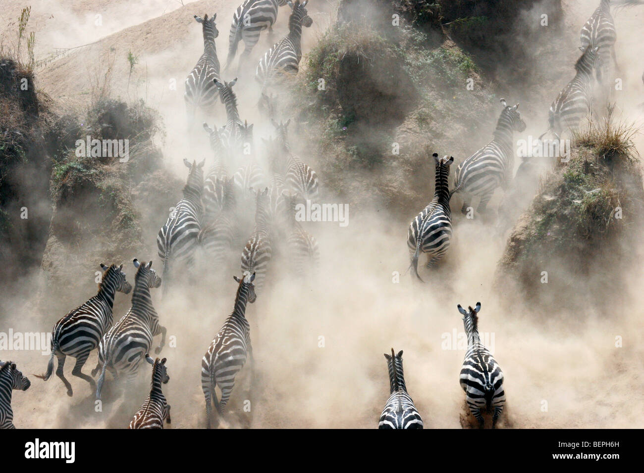 Gemeinsamen Zebras Klettern Flussufer des Mara Flusses während der Migration, Masai Mara National Reserve, Kenia, Ostafrika Stockfoto