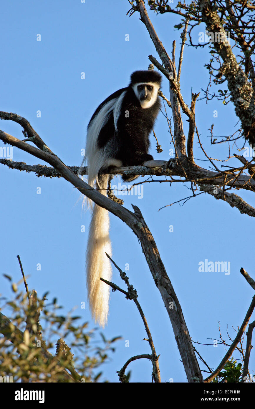 Östlichen schwarzen und weißen Colobus Affen / Jaguaren Guereza (Colobus Guereza) im Baum, Mount Kenia, Ostafrika Stockfoto