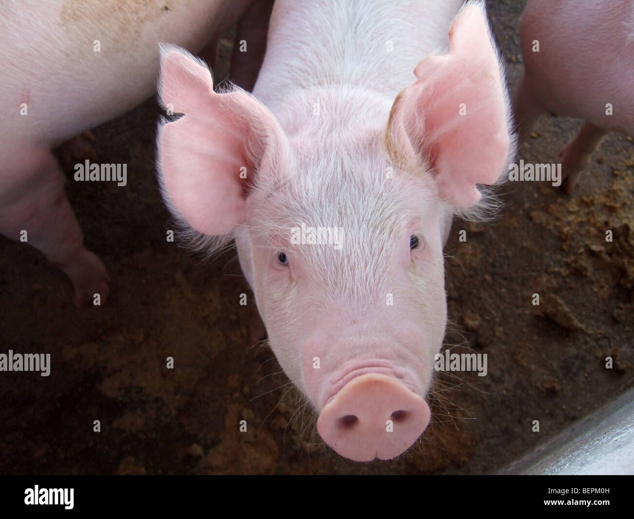 Großes weißes Handelsschwein Kafue Sambia Afrika Stockfoto