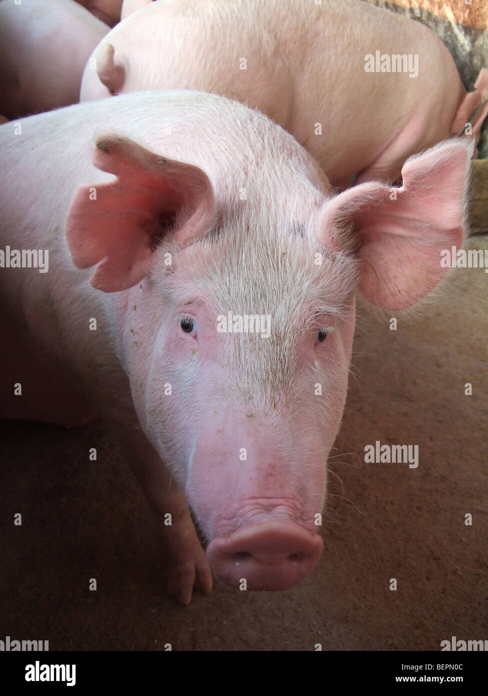 Großen weißen kommerziellen Schwein Kafuie Sambia Afrika Stockfoto
