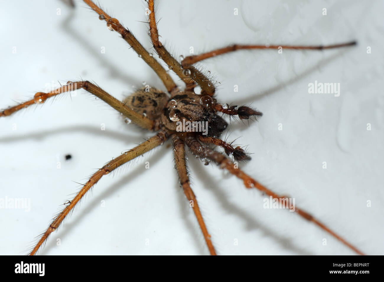 Haus Spinne (Tegenaria Gigantea) in einer Küchenspüle und leicht nass Stockfoto