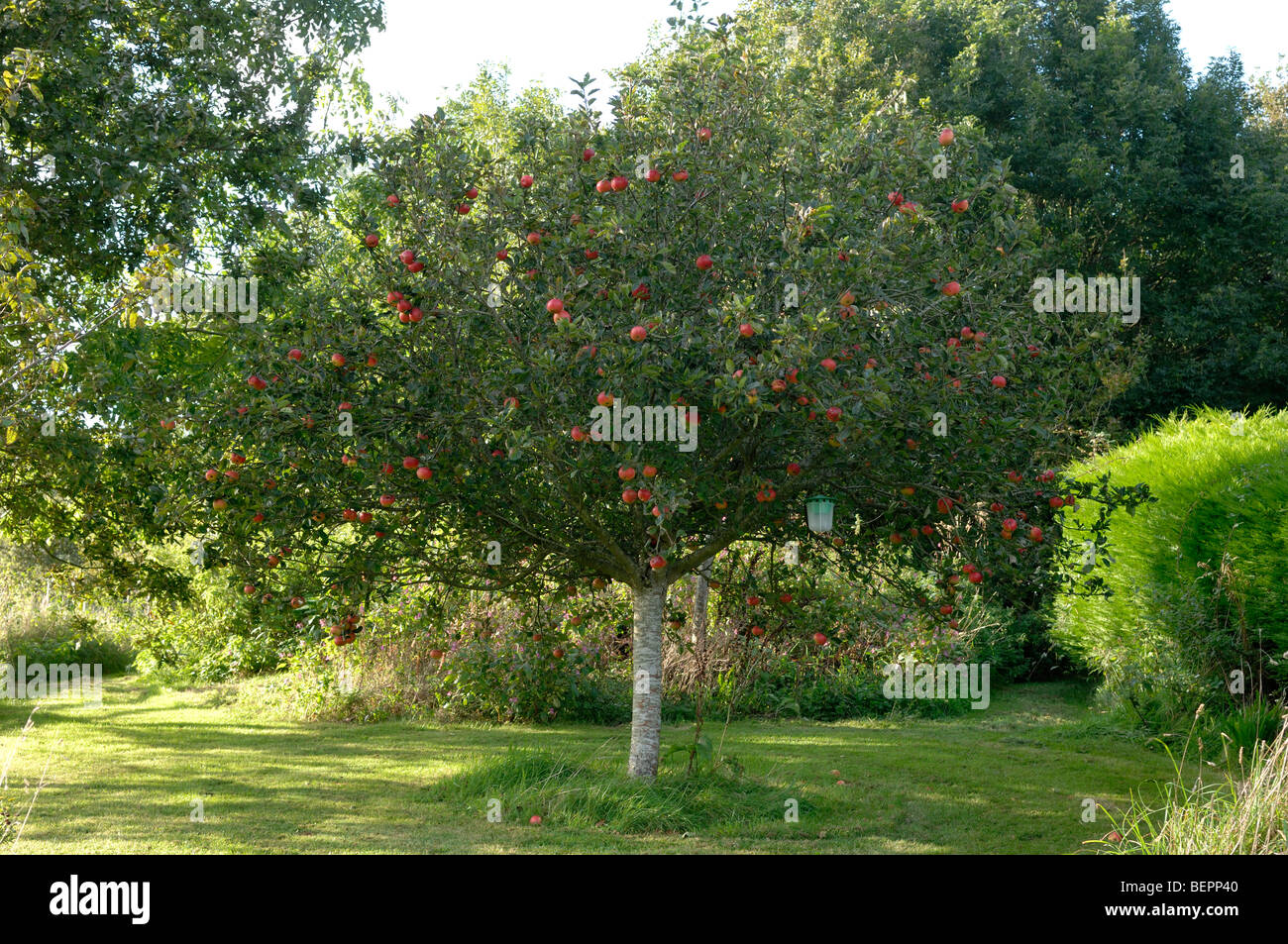 Wohlgeformt kleine Runde Entdeckung Apfelbaum mit reifen roten Früchten, Devon Stockfoto