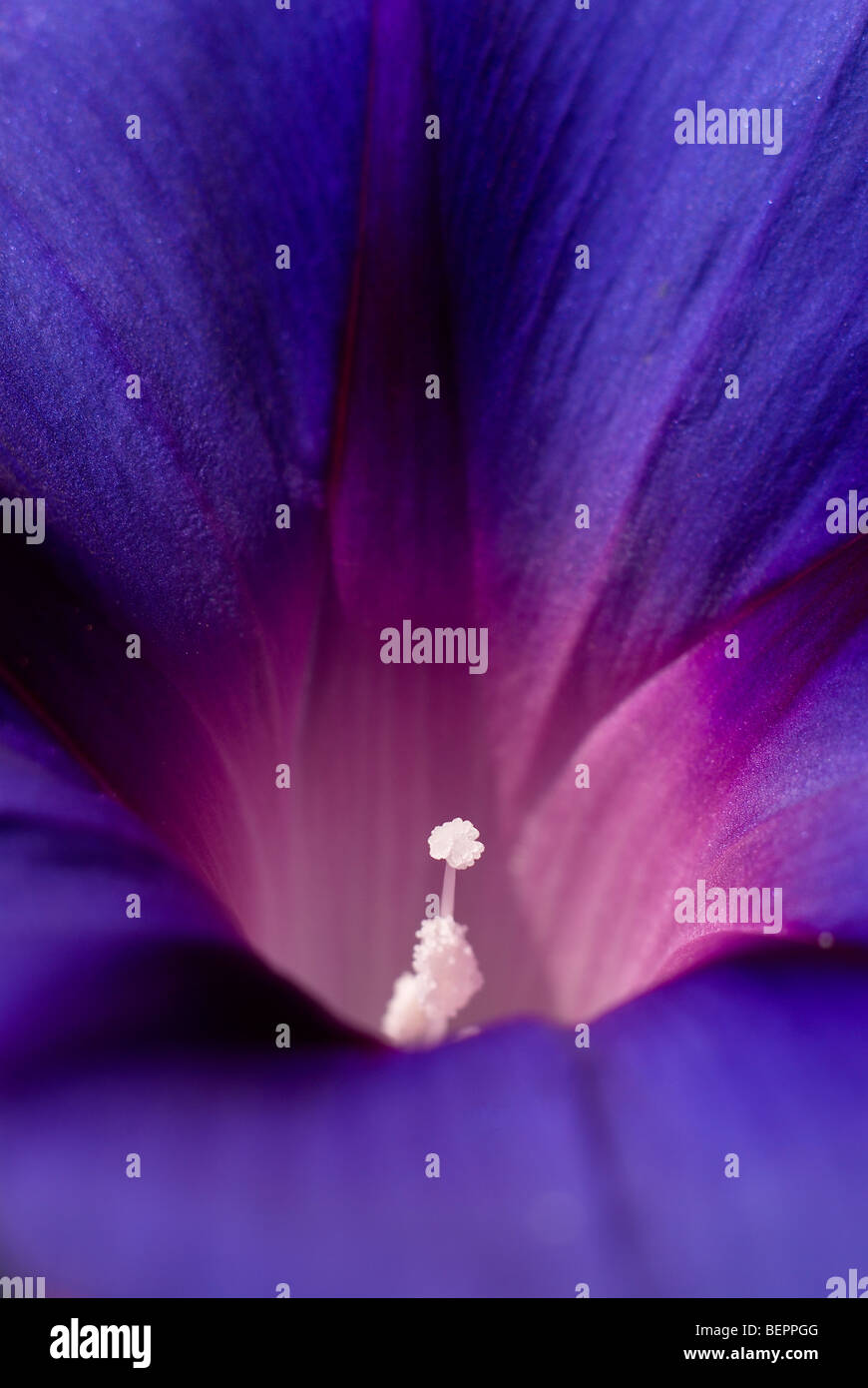 Morning Glory, blaue Blume, Königsblau, weiß, Staubblätter, Blume, Blumen, Schlingpflanze, Makro, Nahaufnahme, Nahaufnahme Stockfoto