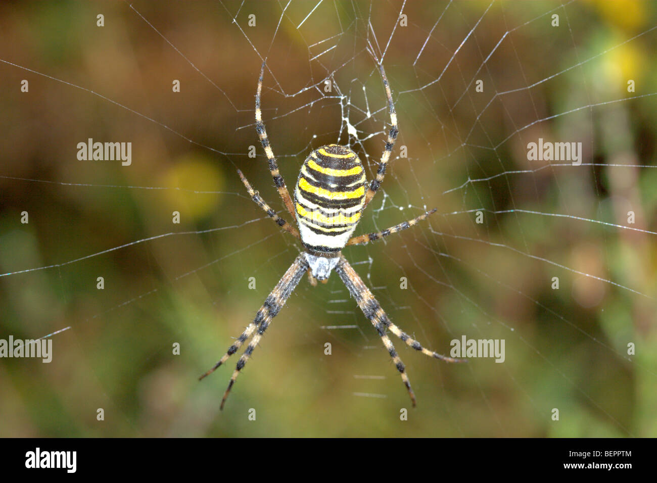 Wasp Spider (Argiope Bruennichi) Stockfoto