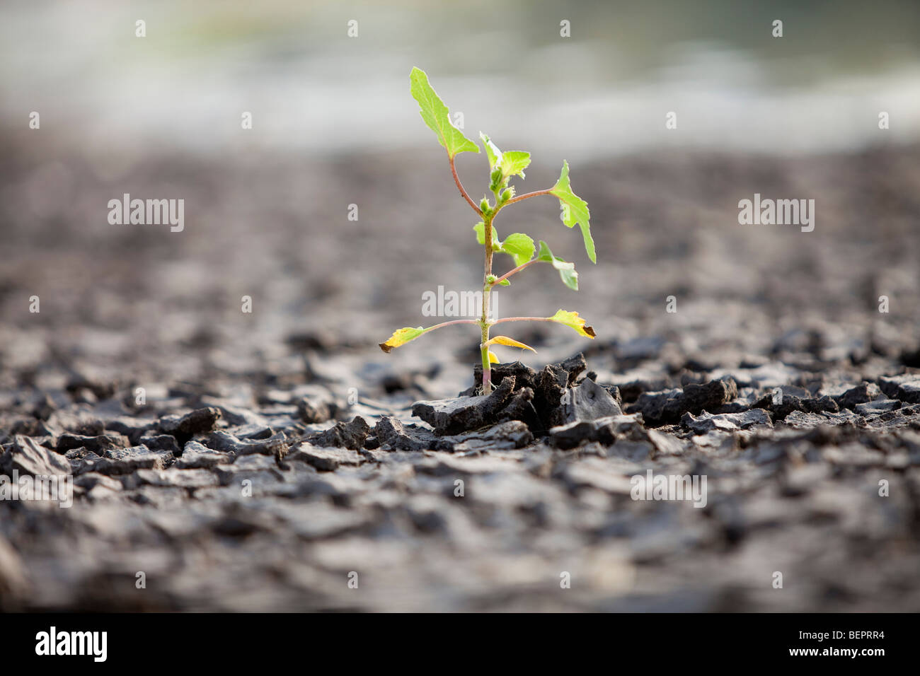 Wachstum aus der Not eine kleine grüne schießen aus dem trockenen Boden brechen Stockfoto