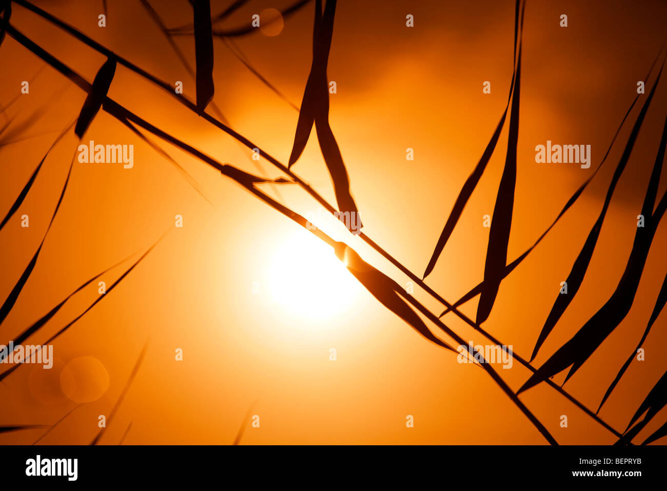 ökologische Konzept verändert Blatt bei Sonnenuntergang Digital orangefarbenen Hintergrund Stockfoto