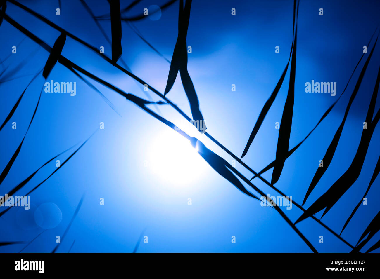 ökologische Konzept verändert Blatt bei Sonnenuntergang Digital blauen Hintergrund Stockfoto