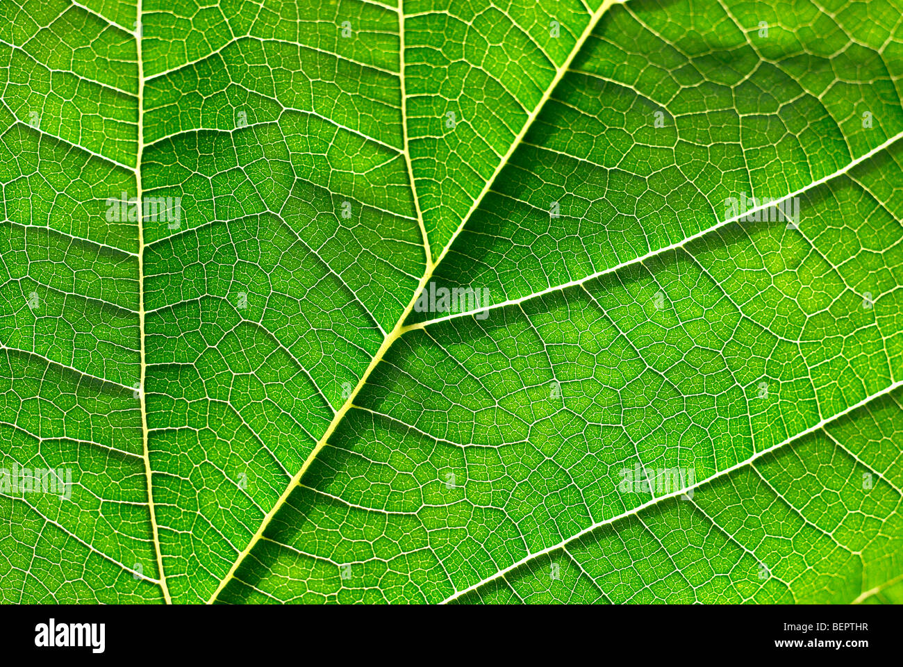 Mulberry Leaf, grünes Blatt, grün, Blatt, Venen, Makro, Nahaufnahme, Nahaufnahme, Erde Stockfoto