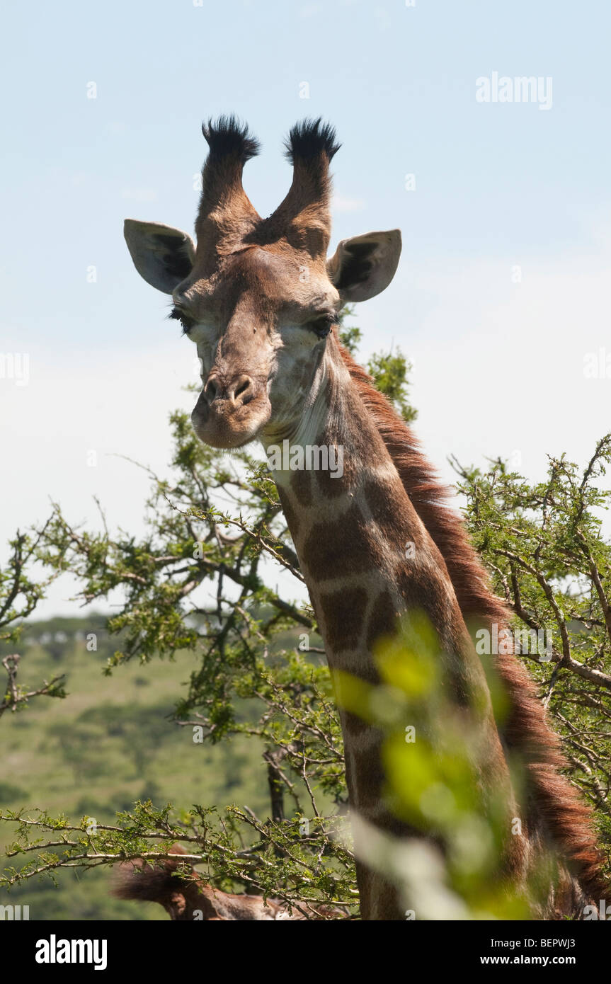 Giraffe in Tala game Reserve in der Nähe von Durban in Südafrika Stockfoto