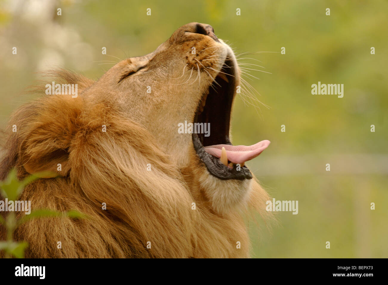 Löwe Panthera Leo männlich brüllend in Gefangenschaft Stockfoto