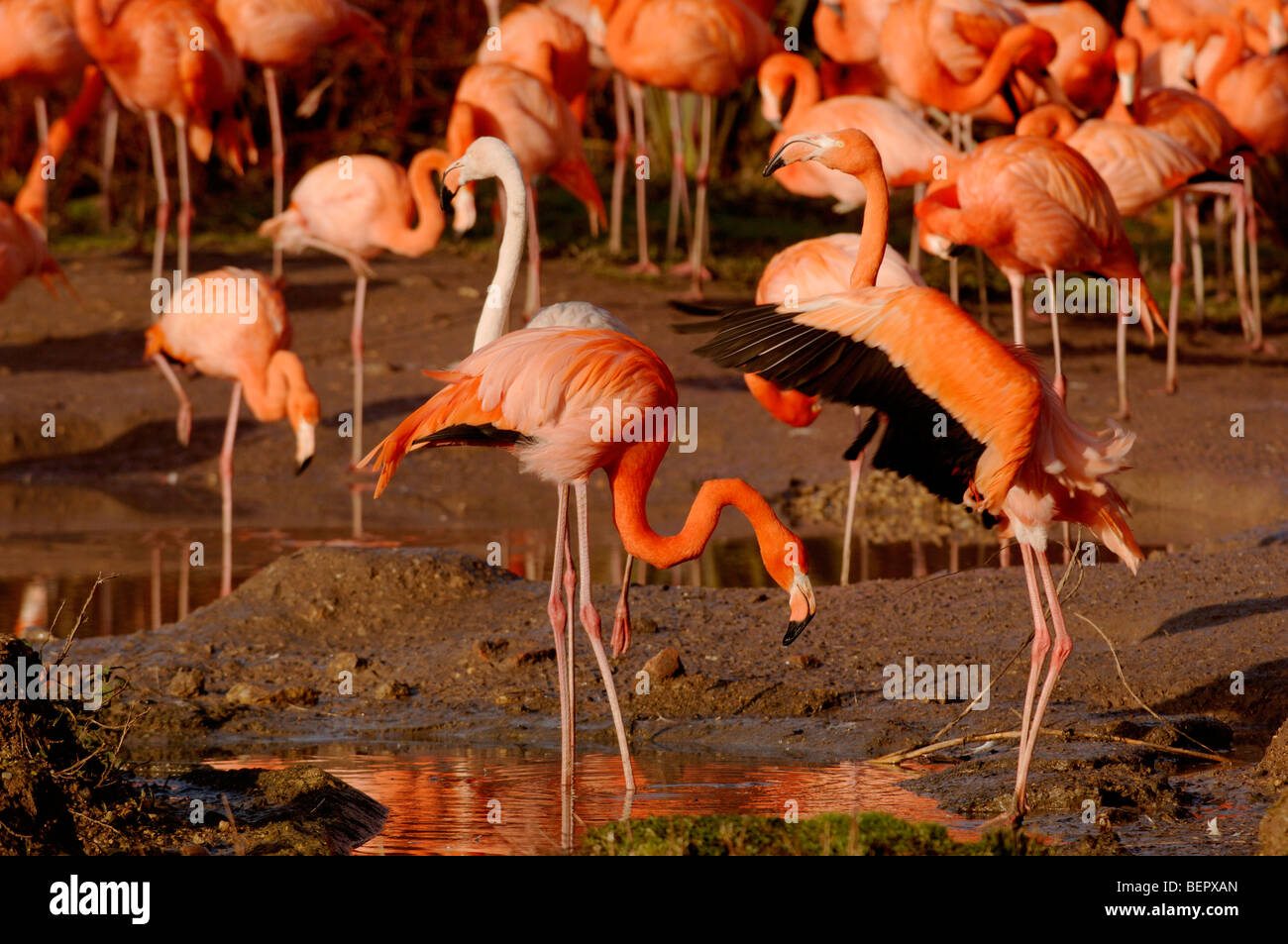 Karibik Flamingo Phoenicopterus Ruber Ruber in Gefangenschaft Stockfoto