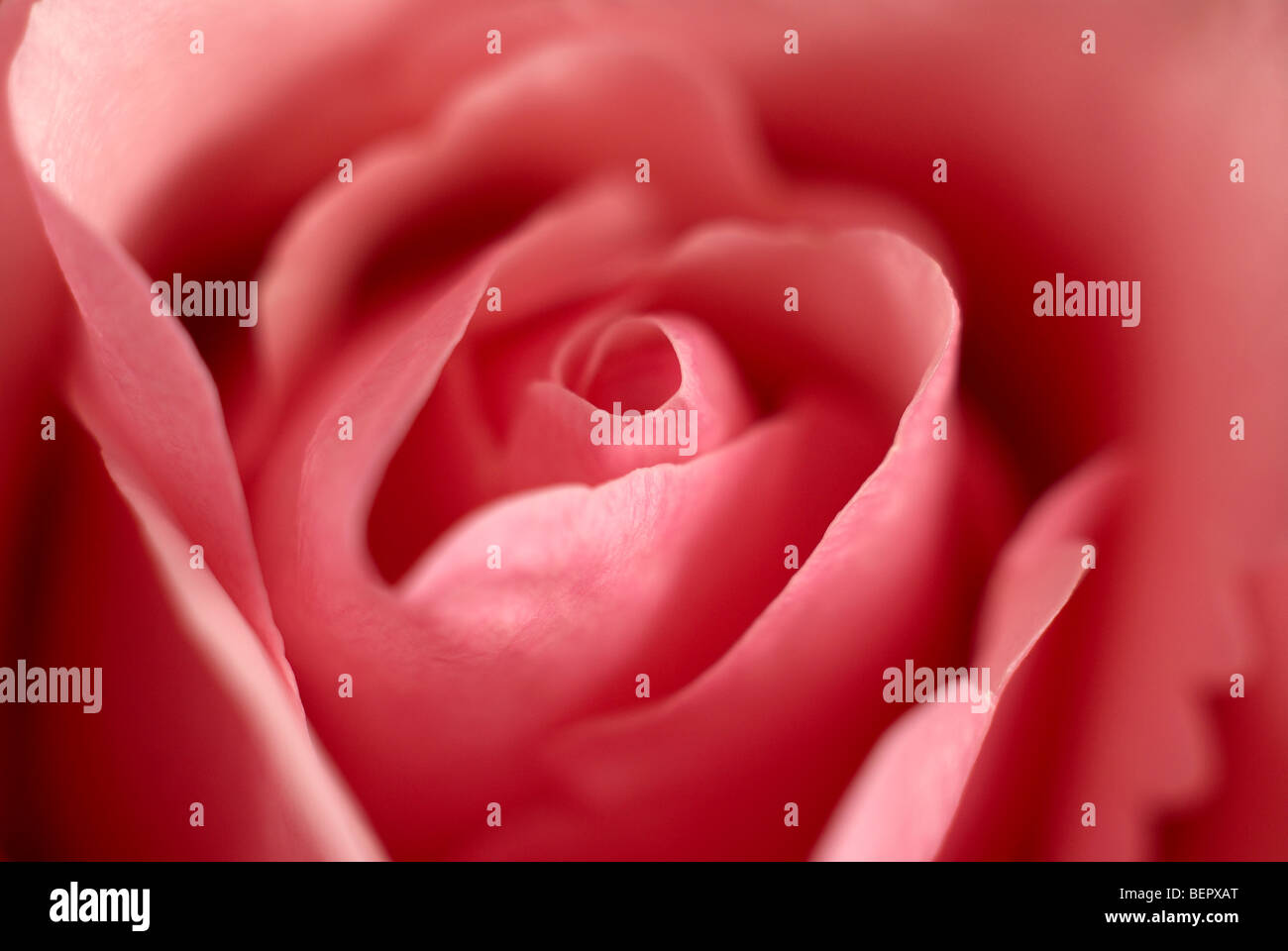 Rosa Rose, Rose, Makro, Nahaufnahme, Nahaufnahme, Blütenblätter, Blütenblatt, rosa Rosenblüten, Blume, Blumen Stockfoto