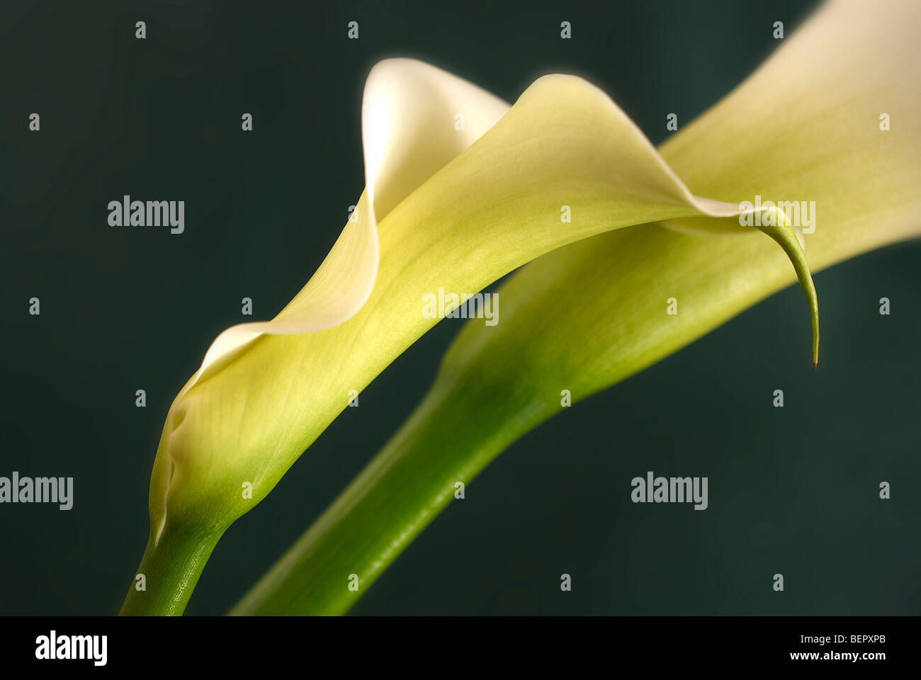 Lilie, Lilium, Arum Lilie, vertikale, Profil, weiße Lilie, weiß, zwei Lilien, 2 Lilie, Hochzeit, Querformat, Blume, Blumen Stockfoto